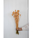 Lachsfarbene getrocknete Schlafkugeln | Lachsfarbene getrocknete Blüten von Papaver somniferum | Länge ± 65 Zentimeter | Bestellung nach Trauben