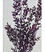 Purple Ruscus Granel dried flowers | Length 60 - 70 centimetres | Available per bunch of 8 - 10 stems