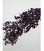 Paarse Ruscus Granel droogbloemen | Lengte 60 - 70 centimeter | Per bos van 8 - 10 takken te bestellen