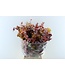 Mélange d'automne réservé Eucalyptus Stuartiana | Longueur ± 60 cm | Commande par bouquet