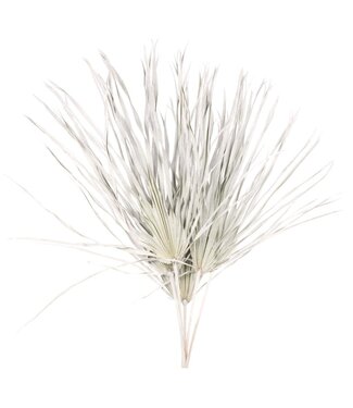 MyFlowers White Misty dried Palm leaf | Length ± 65 cm | Per 5 branches