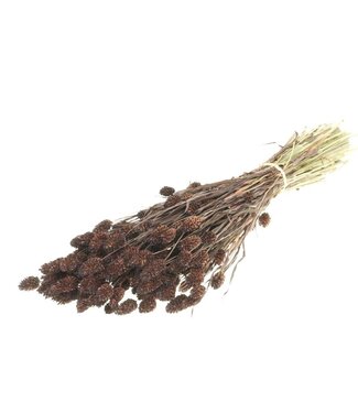 MyFlowers Intense brown dried Canary Grass | Intense brown Phalaris dried flowers | Length ± 65 cm | Per bunch