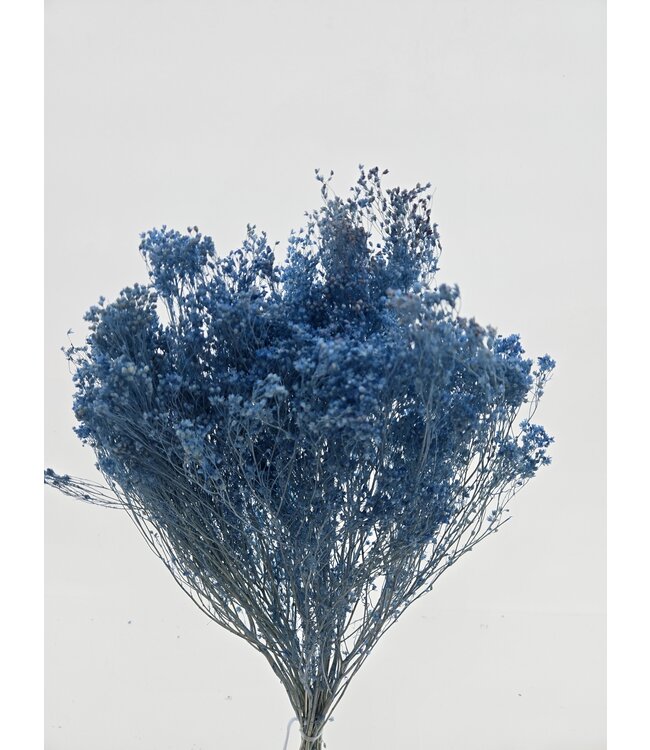Broom Bloom bleu clair séché | Longueur 55 centimètres | À commander par bouquet