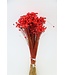 Fleurs de clochettes séchées rouges | Fleurs étoilées de Glixia rouges | Longueur ± 50 cm | Commande par bouquet