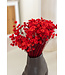 Fleurs de clochettes séchées rouges | Fleurs étoilées de Glixia rouges | Longueur ± 50 cm | Commande par bouquet
