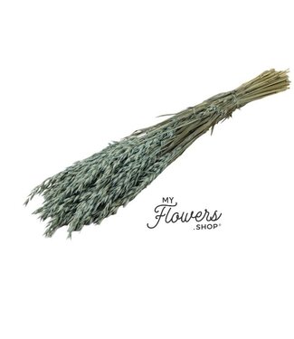 MyFlowers Avoine séchée bleu givré | Fleurs séchées Avena | Longueur 65 centimètres | Par pièce