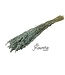Frosted Blue dried oats | Avena dried flowers | Length 65 centimetres | Order by piece