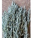 Frosted Blue dried oats | Avena dried flowers | Length 65 centimetres | Order by piece