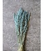 Frosted Blue dried oats | Avena dried flowers | Length 65 centimetres | Order by piece