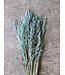 Frosted Blue dried oats | Avena dried flowers | Length 65 centimetres | Order by piece