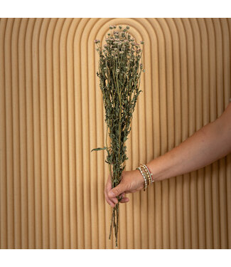 MyFlowers Light purple dried mini Chrysanthemum | Chrysanthemum dried flowers | Length 60 centimetres | Per bunch