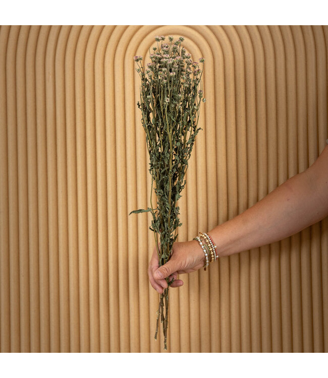 Light purple dried mini Chrysanthemum | Chrysanthemum dried flowers | Length 60 centimetres | Order per bunch