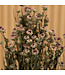 Mini chrysanthème séché violet clair | Fleurs séchées de chrysanthème | Longueur 60 centimètres | Commande par bouquet