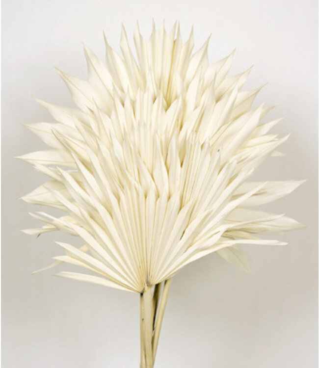 Bleached Palm Sun branches | Length 60 centimetres | Width 15 - 25 centimetres | Available to order per 6 pieces
