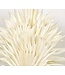 Bleached Palm Sun branches | Length 60 centimetres | Width 15 - 25 centimetres | Available to order per 6 pieces