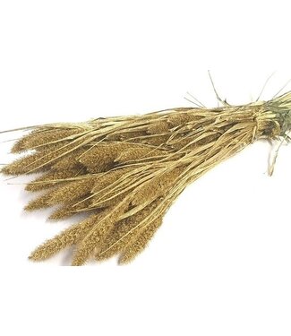 MyFlowers Goldfarbene getrocknete Setaria | Goldfarbene getrocknete Setarea-Blüten | Länge ± 70 cm | Pro Strauß