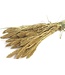 Setaria séché de couleur or | Fleurs séchées de Setarea de couleur or | Longueur ± 70 cm | Commande par bouquet