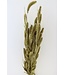 Setaria séché de couleur or | Fleurs séchées de Setarea de couleur or | Longueur ± 70 cm | Commande par bouquet