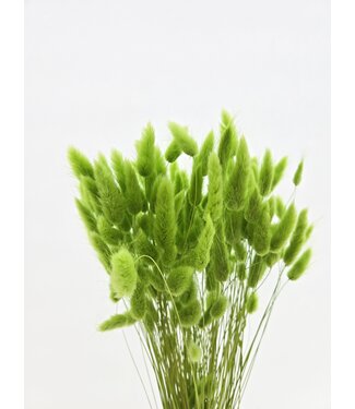 Dolce Vita Fleurs séchées Lagurus vert clair | Longueur 65 centimètres | Par bouquet