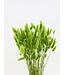 Fleurs séchées Lagurus vert clair | Longueur 65 centimètres | Commande par bouquet
