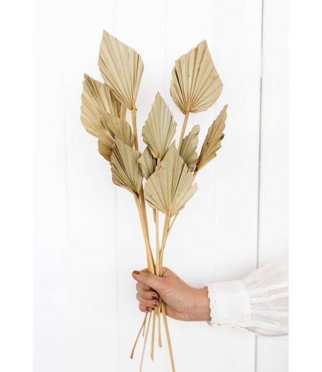 Natural dried Palm leaf | Natural Palm Spear dried flowers | Length ± 45 cm | Order per 10 branches