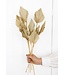 Feuille de palmier naturelle séchée | Lance de palmier naturelle fleurs séchées | Longueur ± 45 cm | Commande par 10 branches