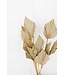 Feuille de palmier naturelle séchée | Lance de palmier naturelle fleurs séchées | Longueur ± 45 cm | Commande par 10 branches