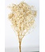Gepreserveerd witte Gypsophila | Gepreserveerd wit gipskruid | Lengte 65 centimeter | Per stuk te bestellen