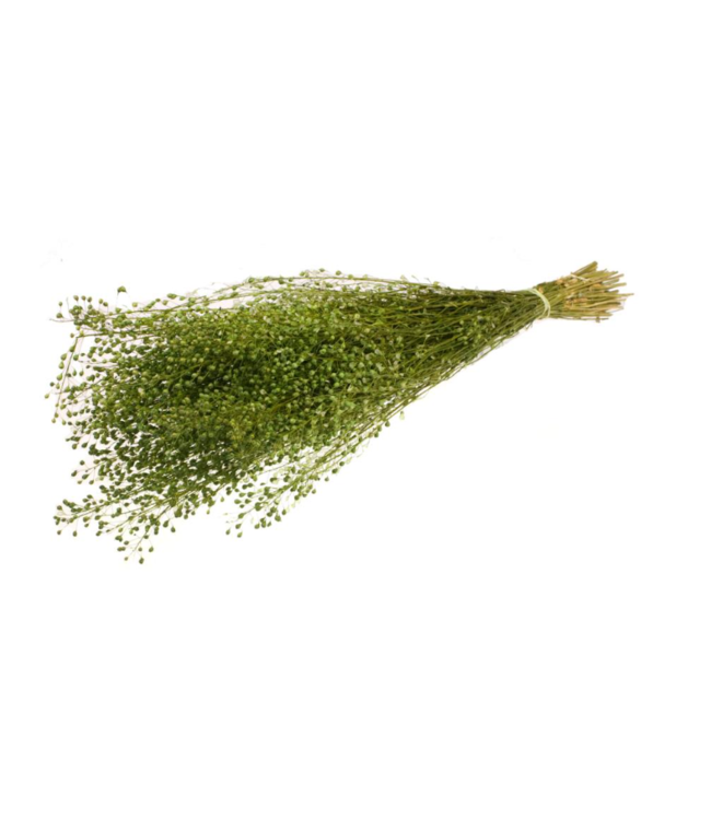 Cresson vert séché | Fleurs séchées de Lepidium vertes | Longueur ± 65 centimètres | Commande par bouquet