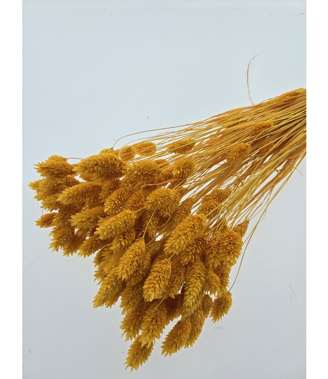 Phalaris Abricot Séché | Herbe à Canaris fleurs séchées | Longueur 75 centimètres | À commander par bouquet