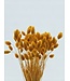 Phalaris Abricot Séché | Herbe à Canaris fleurs séchées | Longueur 75 centimètres | À commander par bouquet