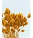 Phalaris Abricot Séché | Herbe à Canaris fleurs séchées | Longueur 75 centimètres | À commander par bouquet