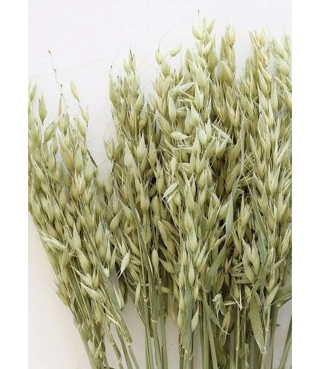 Gedroogde groen naturelle haver | Avena droogbloemen | Lengte 70 centimeter | Per stuk te bestellen