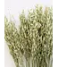 Dried green natural oats | Avena dry flowers | Length 70 centimetres | Order by piece