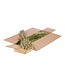Dried green natural oats | Avena dry flowers | Length 70 centimetres | Order by piece