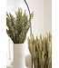 Dried green natural oats | Avena dry flowers | Length 70 centimetres | Order by piece