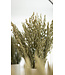 Dried green natural oats | Avena dry flowers | Length 70 centimetres | Order by piece
