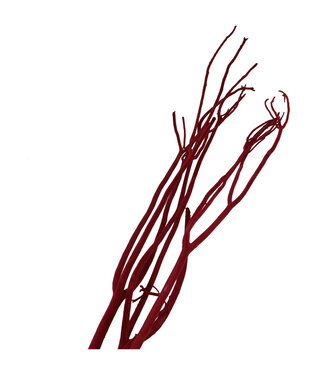 4A Mitsumata flocons bordeaux pour déco séchée | Branches séchées | Longueur 115 centimètres | 3 branches par bouquet | Par pièce