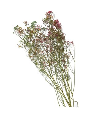 4A Gemengde kleuren gedroogd gipskruid | Gypsophila droogbloemen | Lengte 70 centimeter  | Per stuk