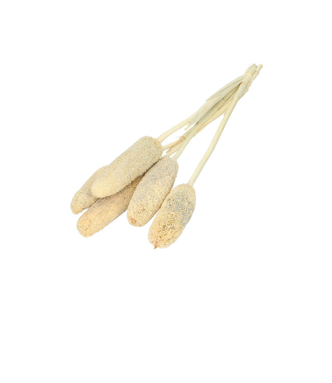Gebleichte getrocknete Bapala | Bapala Trockenblumen | Länge 65 Zentimeter | 10 Stück pro Bund | Einzelstück bestellbar