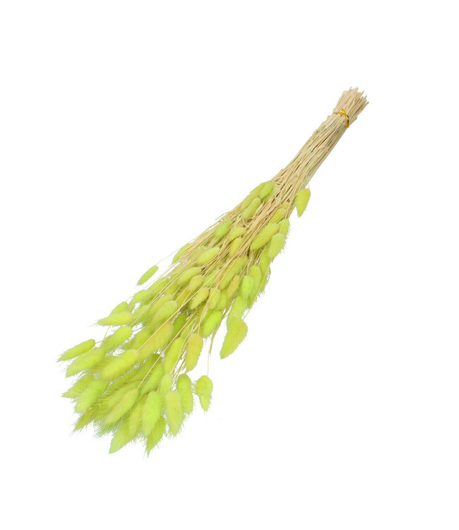 Lagurus séchées vert clair | Fleurs séchées Lagurus | Longueur 60 centimètres | Poids 50 grammes | À l'unité disponible