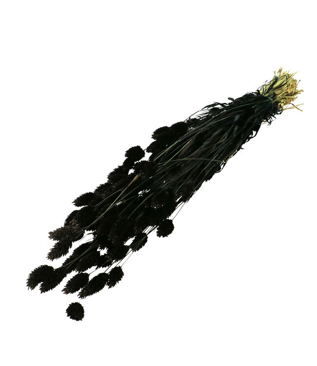 Schwarz getrocknetes Kanariengras | Phalaris Trockenblumen | Länge 70 Zentimeter | Pro Stück bestellbar