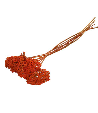 4A Achillea séchée orange intense | Longueur 65 centimètres | Par pièce