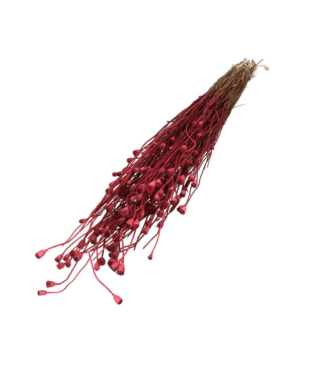 Mini pavot séché couleur fuchsia | Longueur 60 centimètres | Disponible à l'unité