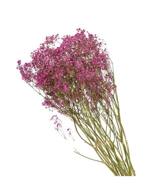 4A Kirschfarbene getrocknete Schleierkraut | Gypsophila Trockenblumen | Länge 70 Zentimeter | Pro Stück