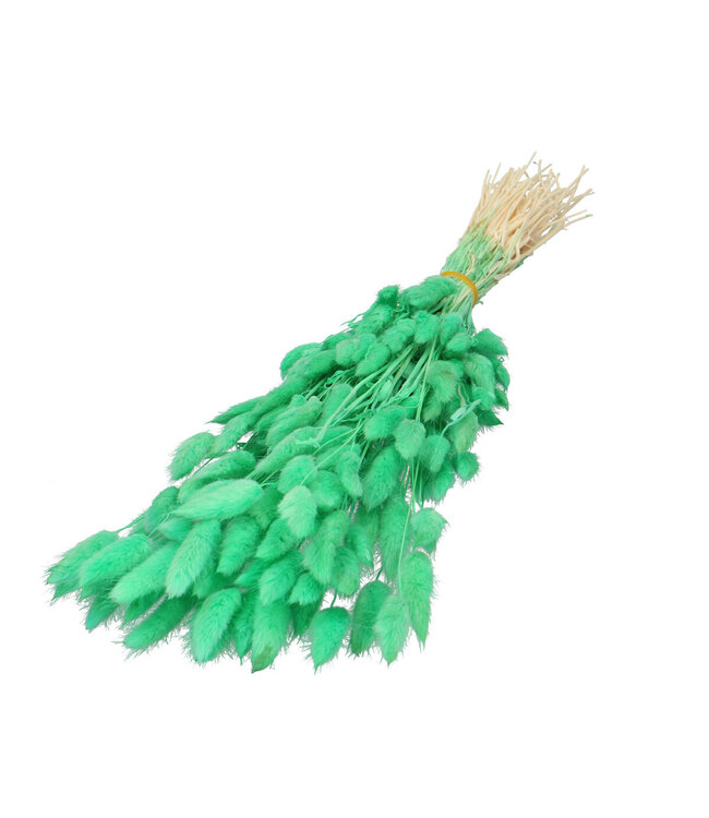 Lagurus séchés d'un vert intense | Fleurs séchées Lagurus | Longueur 60 centimètres | À commander à l'unité