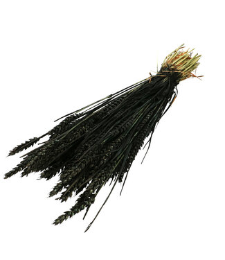4A Blé séché noir | Triticum fleurs séchées | Longueur 60-70 centimètres | Par pièce
