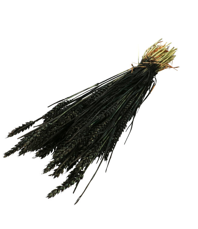 Black Dried Wheat | Triticum Dried Flowers | Length 60-70 centimetres | Available per piece