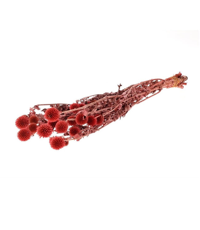 Red preserved Globe Thistles | Echinops preserved flowers | Length 60 centimetres | Available for individual purchase