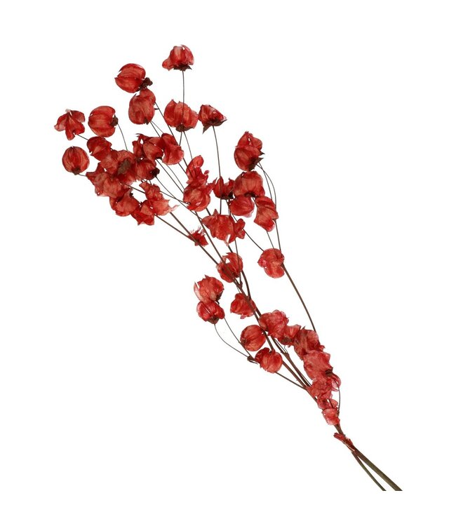 Bougainvilliers séchés rouges | Fleurs séchées de Bougainvillier | Longueur 45-55 centimètres | Disponible à l'unité